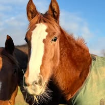 Barn horse with coat