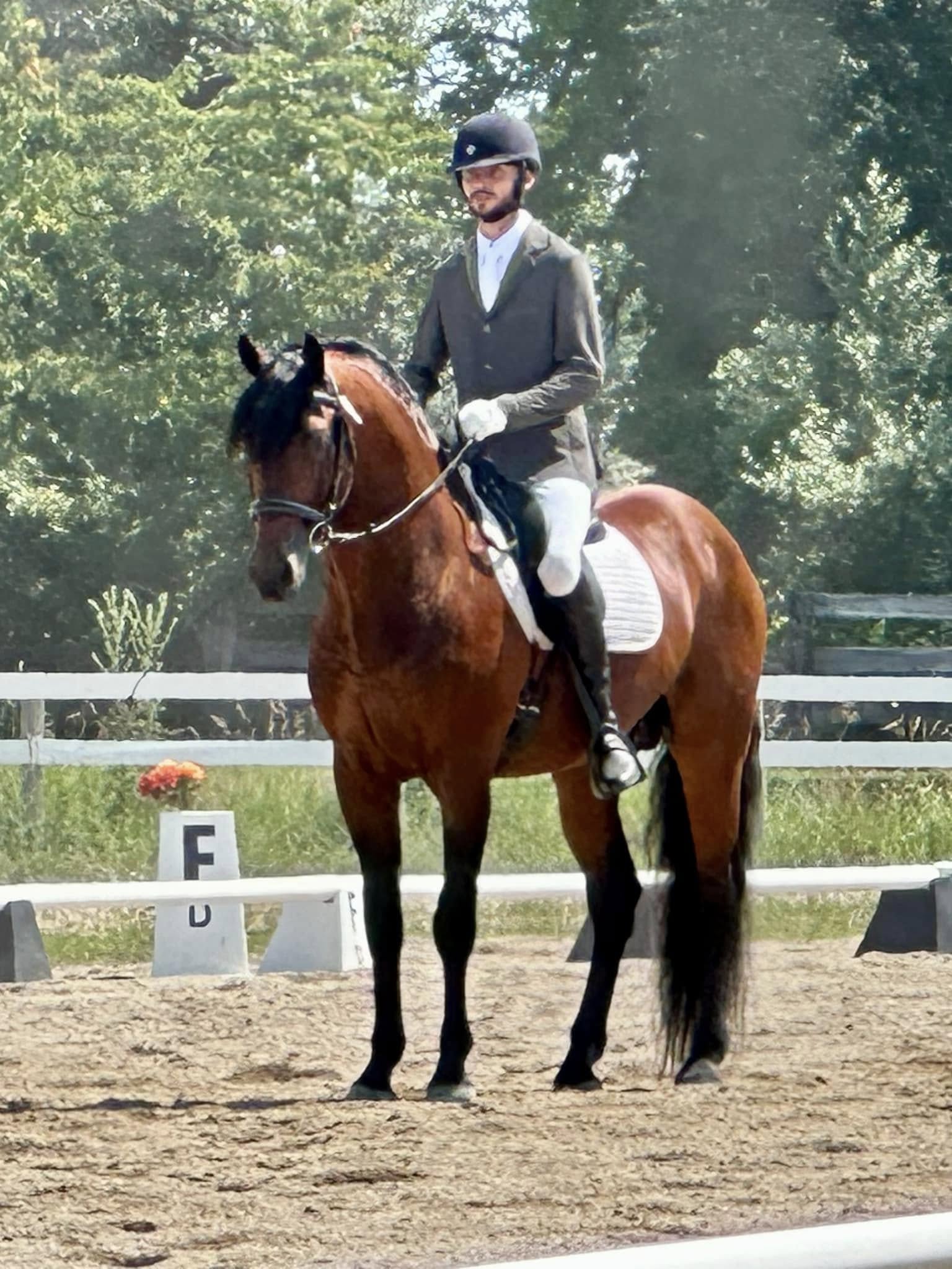 Competition horse and rider