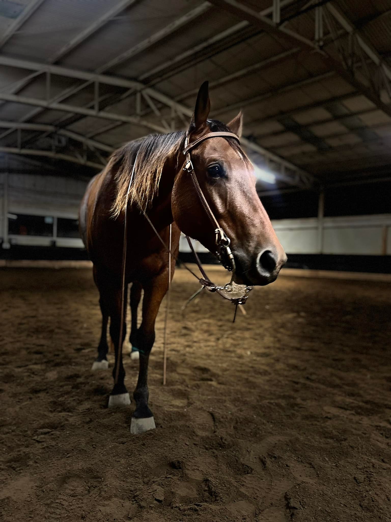 Horse in indoor arena
